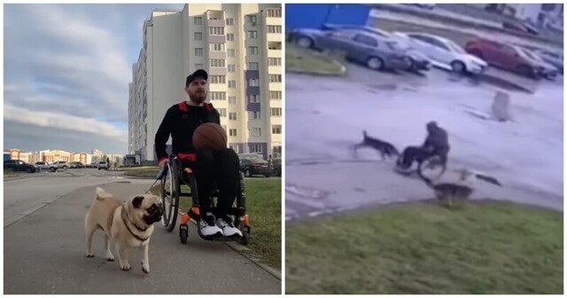 Мужчина в инвалидной коляске защитил своего мопса от стаи бродячих собак