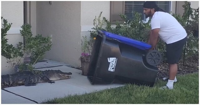 Мужчина поймал аллигатора с помощью мусорного контейнера