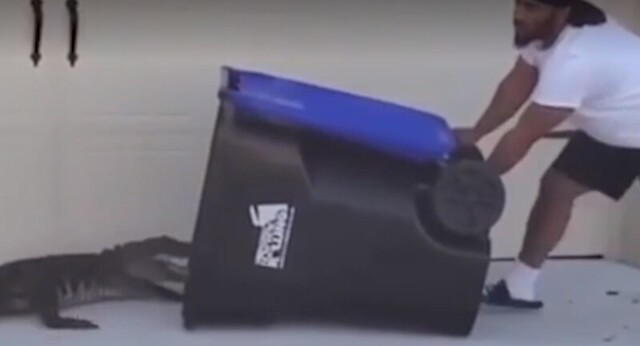 В бак угодил большой крокодил