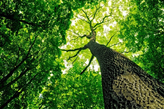 Функции зеленого покрова деревьев