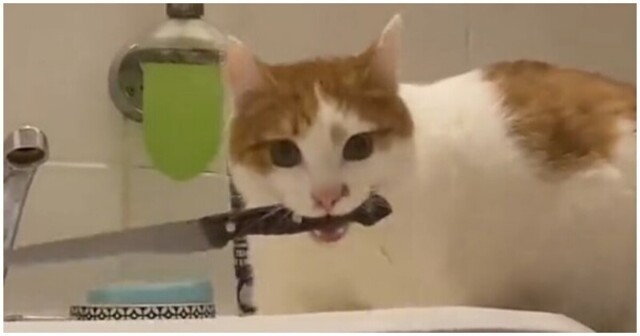Кот с характером украл у хозяйки нож