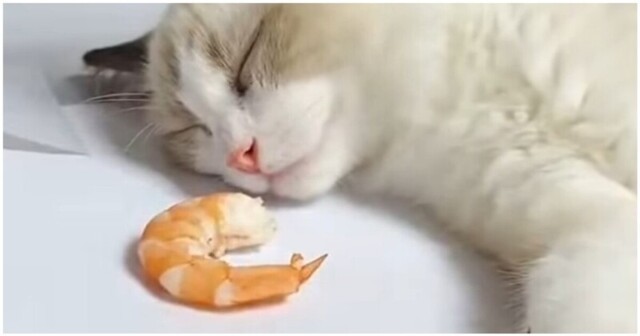 Смешная реакция спящего кота на креветку