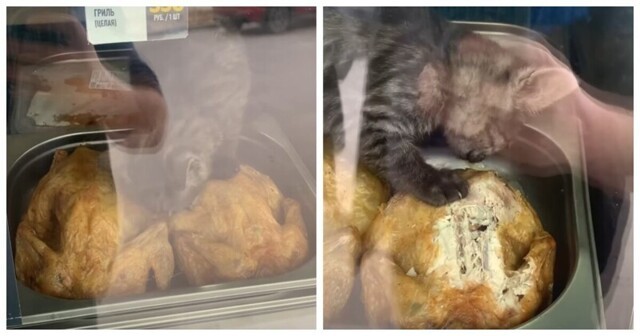 Праздник живота: голодному коту удалось хорошо перекусить в киоске с фастфудом