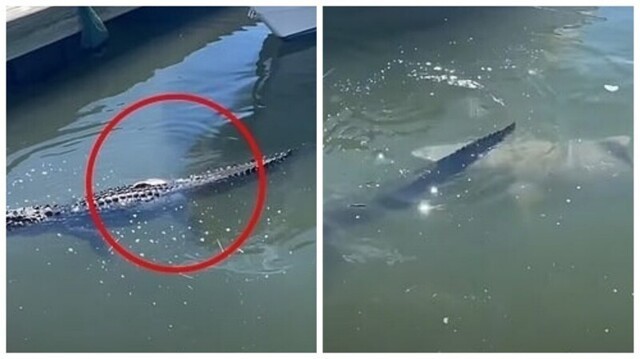Видео: акула нападает на аллигатора
