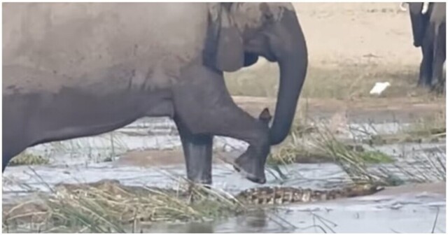 Разъярённая слониха затоптала крокодила, защищая своего детеныша