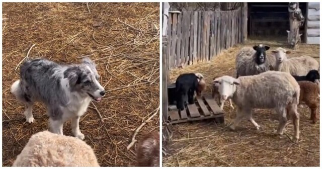 Сообразительная пастушья собака выводит овец на прогулку