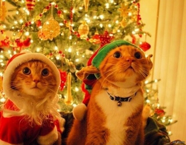 Это все на Новый год?