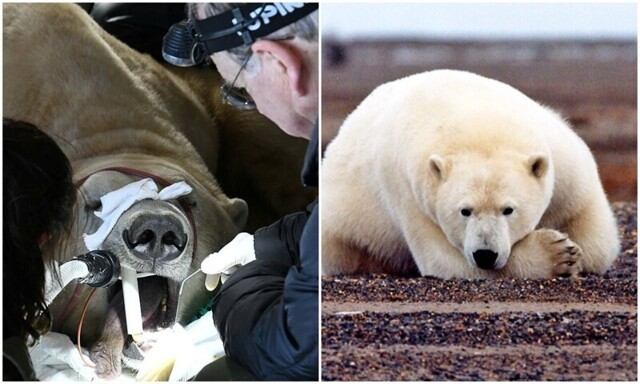 Как лечат зубы белым медведям