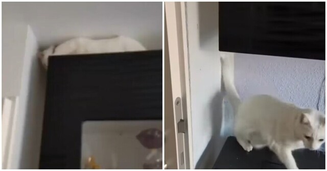 Кошка нашла эффектный способ спуститься со шкафа