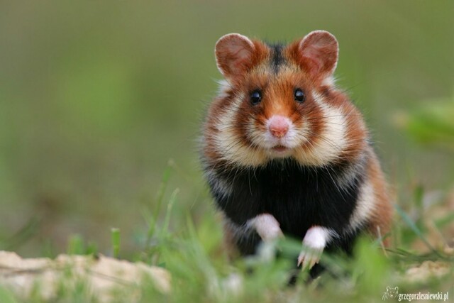 Карбыш: Полная противоположенность хилого домашнего хомяка. Суровый выживальщик степей