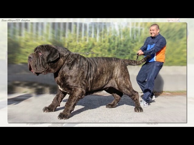 Удивительные огромные собаки. Настоящие собаки Баскервилей