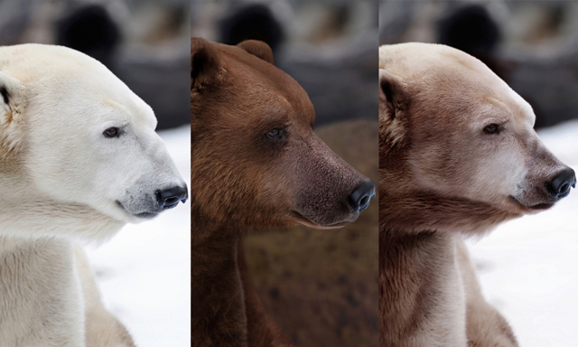 Пиззли: Гибрид белого и бурого медведя. С каждым годом в дикой природе их всё больше