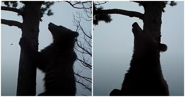 Любопытный медвежонок снял уникальное видео в заповеднике