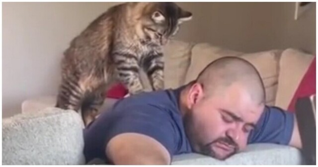 Кот устроил своему хозяину сеанс массажа