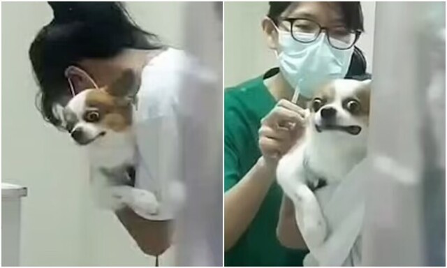 "Помогите!": забавная реакция собаки на прививку