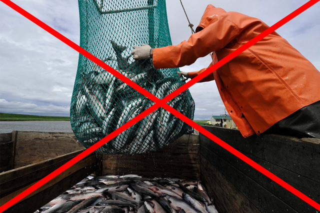 Почему в Арктике запретили вылавливать рыбу на16 лет?