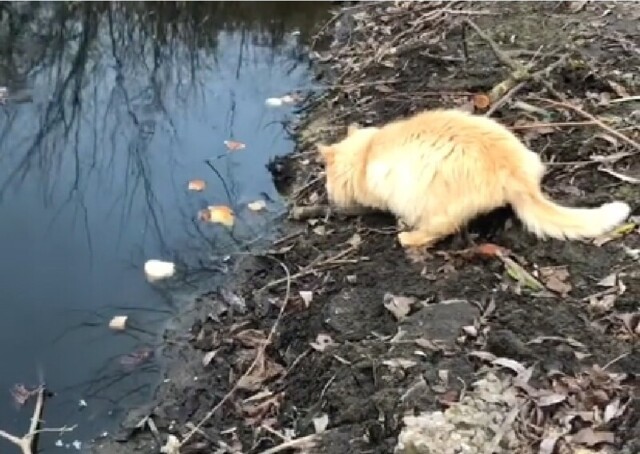 Кот-рыболов