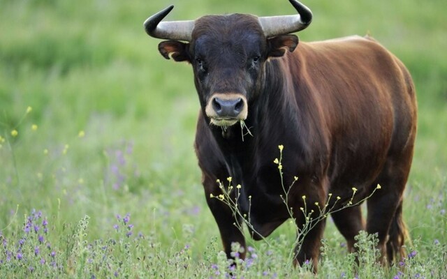 В Башкирии пытаются продать арестованное семя быков