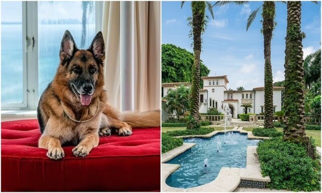 От имени пса-миллионера продают роскошный особняк в Майями