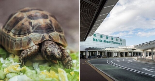Взлётную полосу аэропорта Токио закрыли из-за черепах