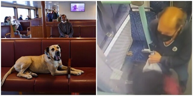 В Турции мужчина решил подставить знаменитого пса, подбросив фекалии в транспорте, но был рассекречен