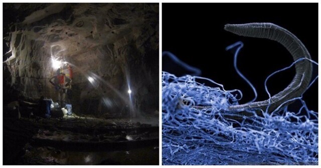 Темная сторона биосферы: какие организмы живут на глубине нескольких километров