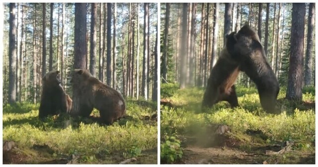 Яростная схватка медведей в финском лесу