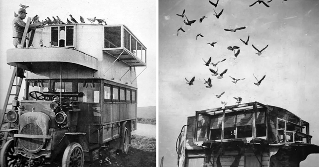 Мобильные голубятни Первой мировой: исторические снимки автобусов, на которых перевозили птиц-почтальонов