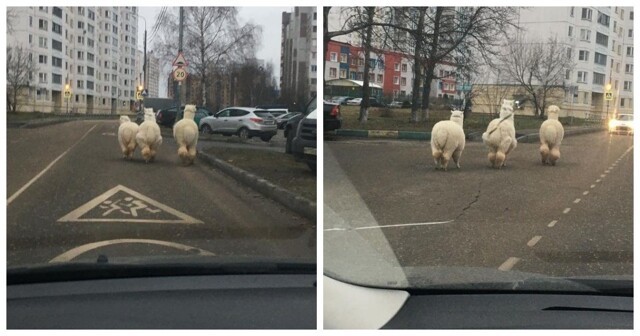Три, четыре, пять - вышли ламы погулять: в Серпухове сфотографировали семью лам, гулявших в одиночку по улицам города