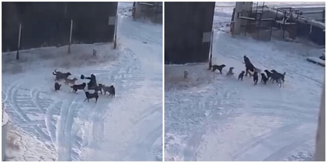 Жительница Якутии отбилась от стаи бродячих собак в одиночку