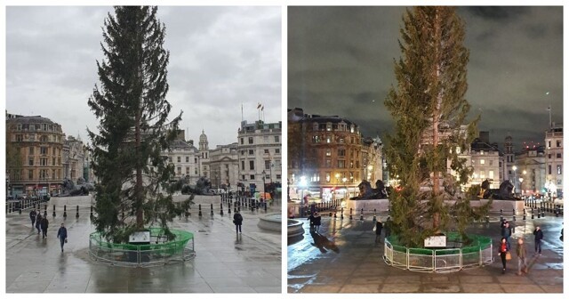 Елка злословия: над главной рождественской елью Лондона все смеются