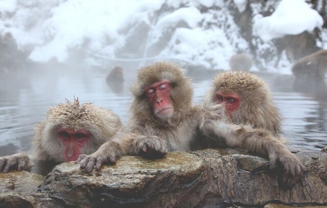 Зачем снежные обезьяны отправляются зимой на рыбалку