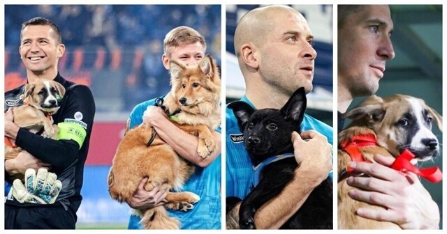 Футболисты "Зенита" вышли на поле с собаками из приюта