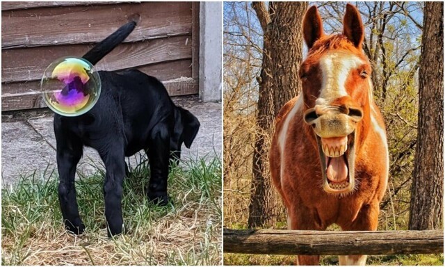 Самые весёлые фото животных с конкурса Comedy Pet Photography