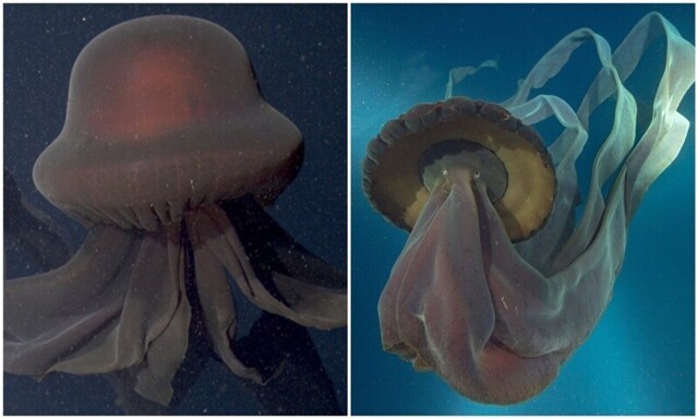 Ученым удалось заснять "призрачную" глубоководную медузу