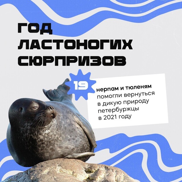 Балтийские тюлени и нерпы