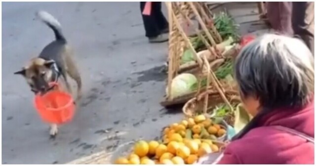 Умный пёс закупился на рынке апельсинами