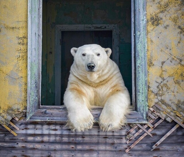 Полярные медведи на покинутой советской метеорологической станции