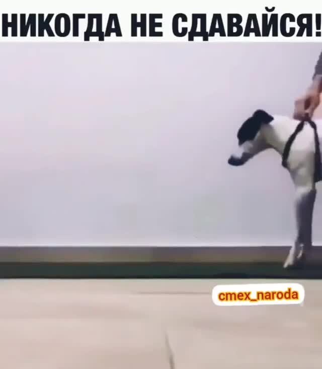 Никогда не сдавайся