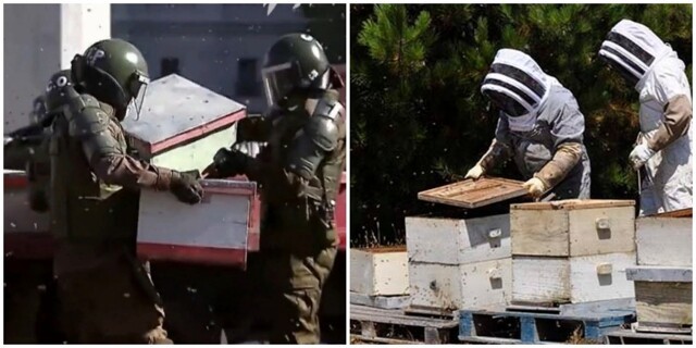 В Чили во время протеста пчеловодов было покусано семеро полицейских