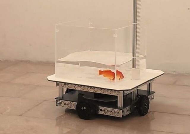 Учёные научили золотую рыбку управлять небольшим роботизированным транспортным средством на суше