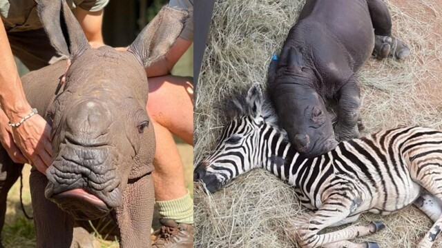 Детёныш носорога и зебра стали лучшими друзьями