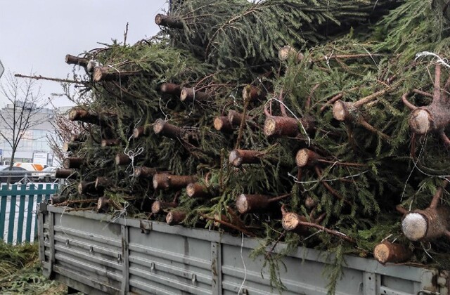 В Петербурге стартовала акция по сбору и переработке новогодних елок