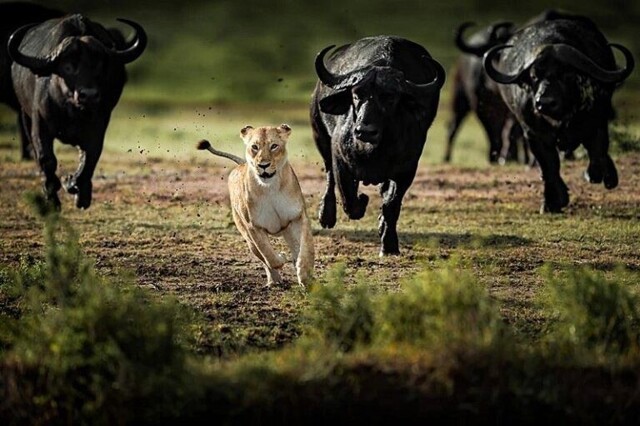 Стадо разъяренных буйволов преследует львицу