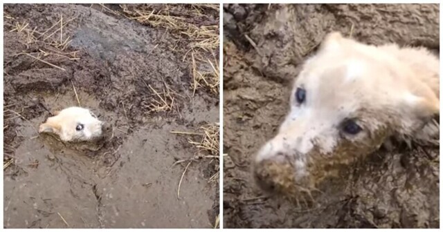 Cпасение собаки, увязшей в грязи