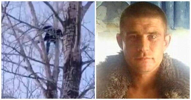 В Омске педофил "спрятался" от правосудия на дереве
