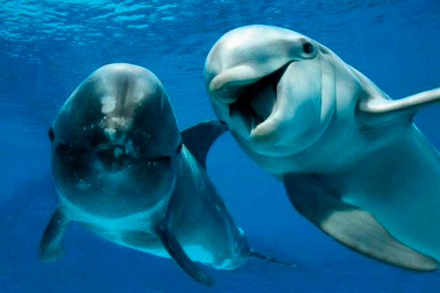 Как утоляют жажду киты и дельфины?