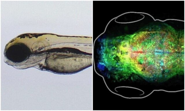 Ученые заглянули в мозг рыбок, чтобы понять, как создаются воспоминания