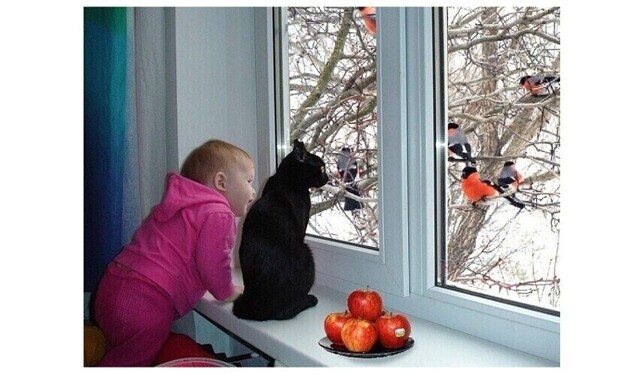 Котеек много не бывает