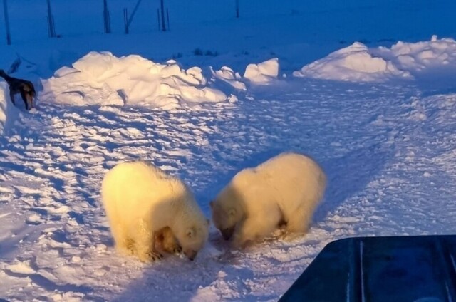 Приключения мишек на Севере: белые медвежата преодолели 600 км, чтобы вернуться к людям